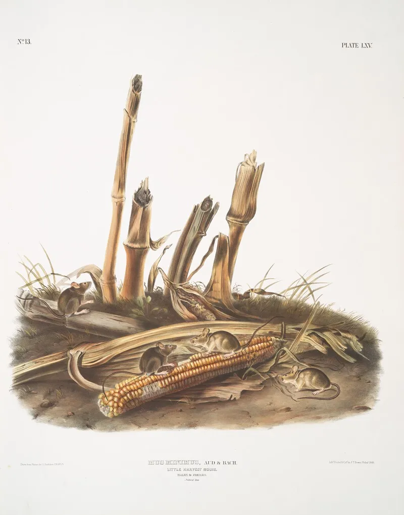 Mus Minimus Little Harvest Mouse Males Females Natural Size Wall Art by John Woodhouse Audubon - High-Resolution Digital Print
