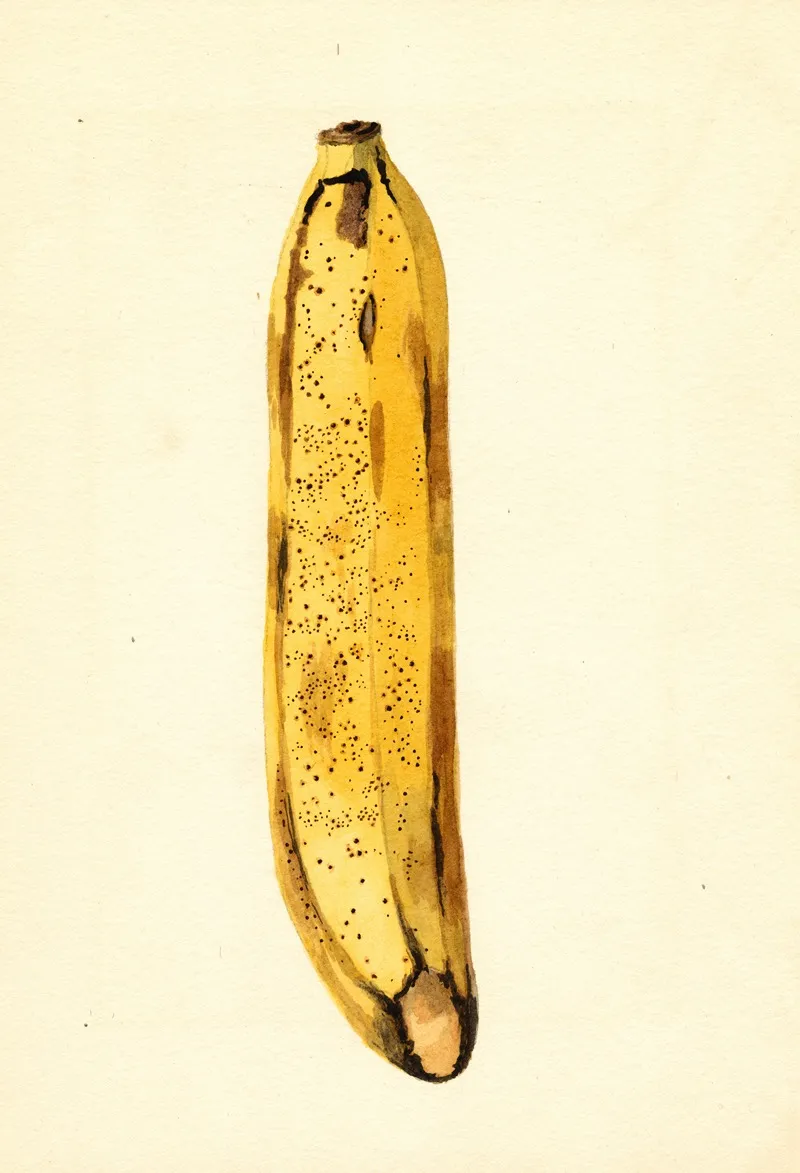 Musa 6 Wall Art by James Marion Shull - High-Resolution Digital Print