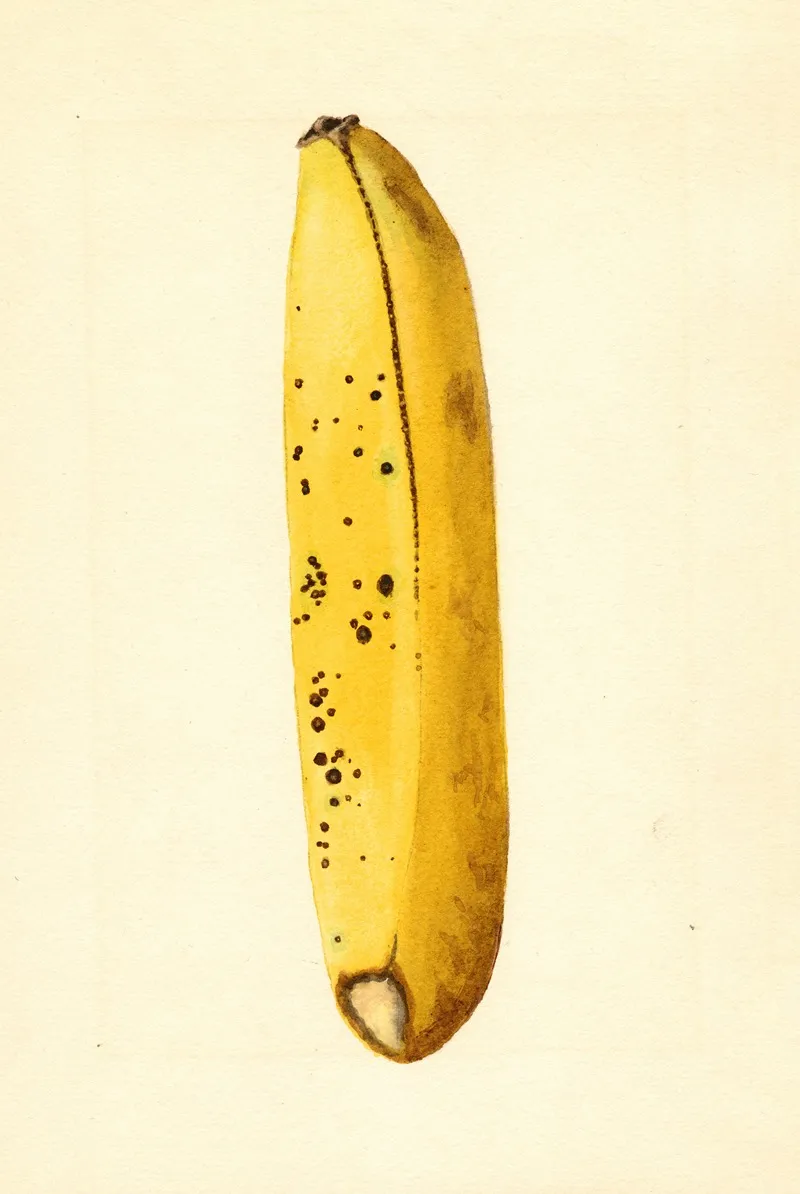 Musa 7 Wall Art by James Marion Shull - High-Resolution Digital Print