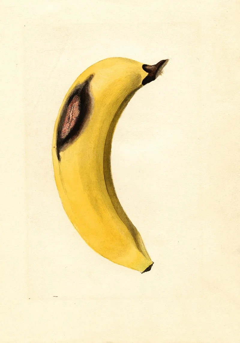 Musa 8 Wall Art by James Marion Shull - High-Resolution Digital Print