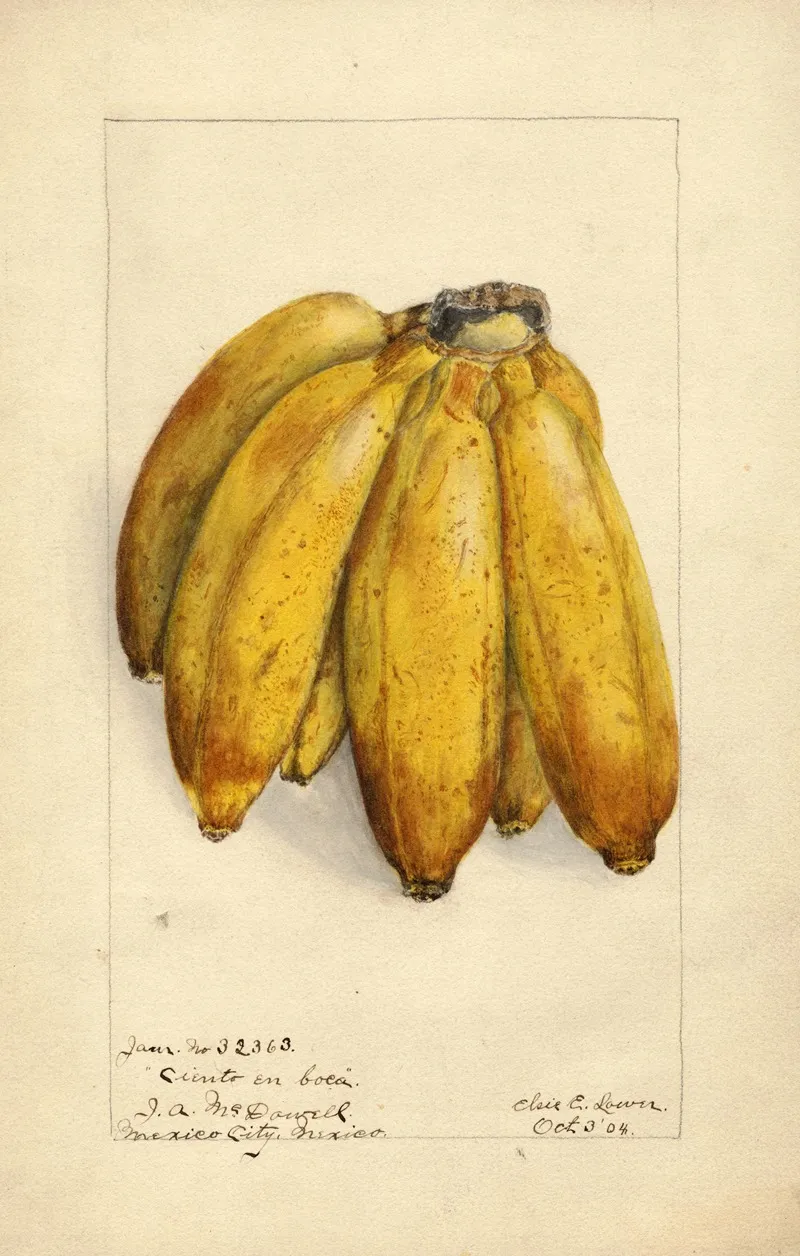 Musa Ciento En Boca Wall Art by Elsie E. Lower - High-Resolution Digital Print