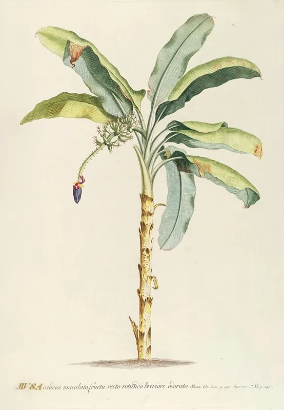 Musa Ii Wall Art by Georg Dionysius Ehret - High-Resolution Digital Print