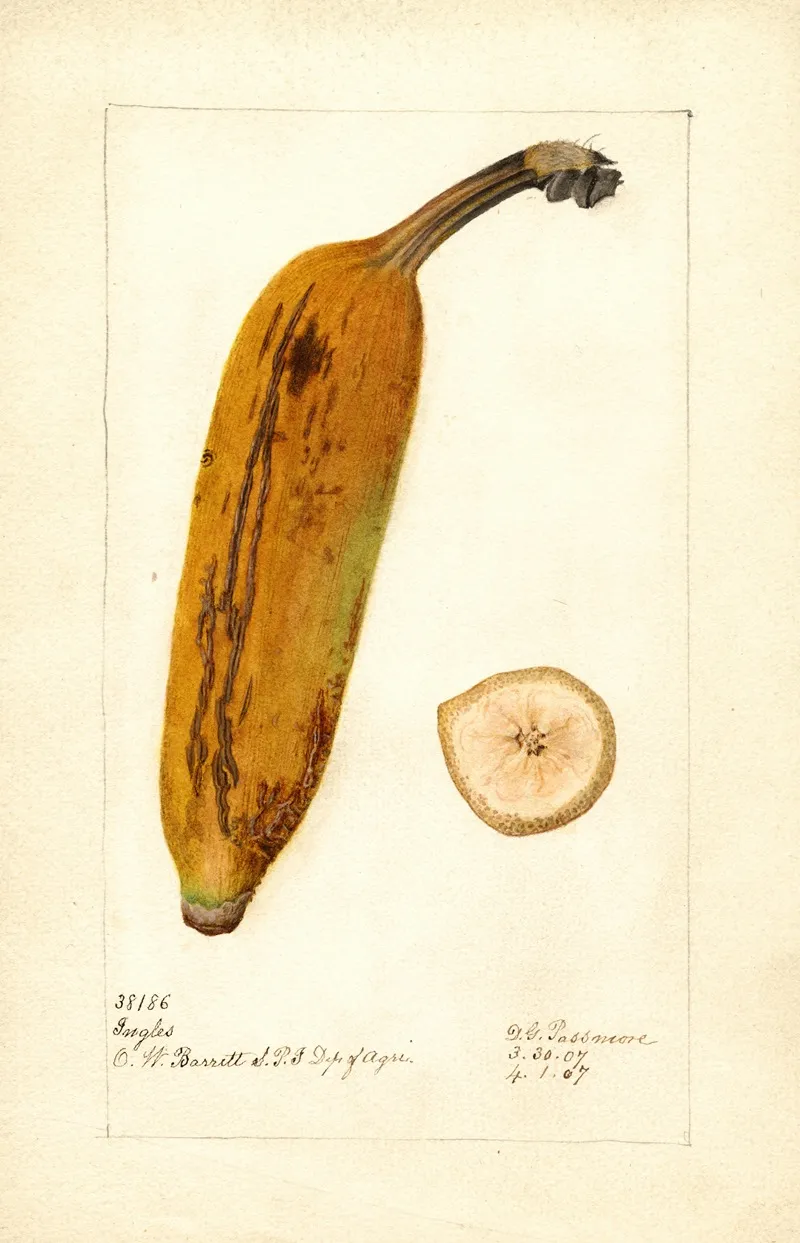 Musa Ingles Wall Art by Deborah Griscom Passmore - High-Resolution Digital Print