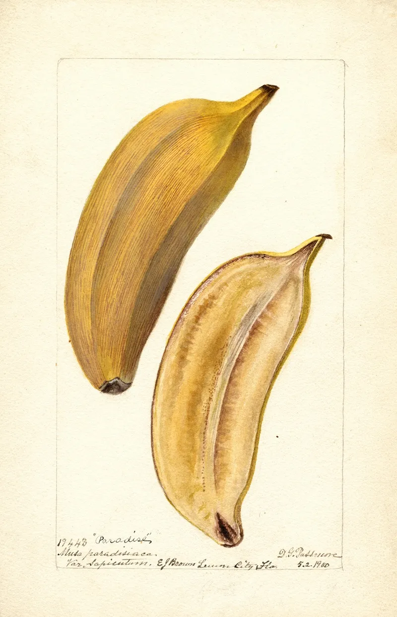 Musa Paradise Wall Art by Deborah Griscom Passmore - High-Resolution Digital Print