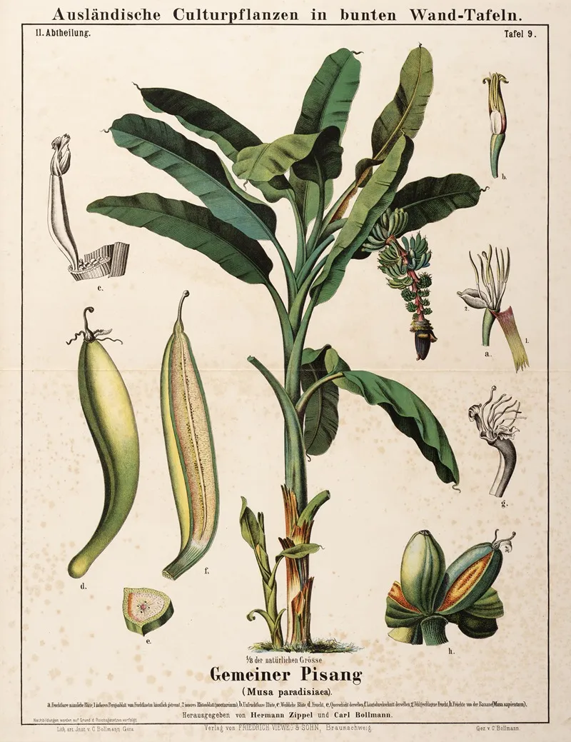 Musa Paradisiaca Dwergbanaan Wall Art by Hermann Zippel - High-Resolution Digital Print