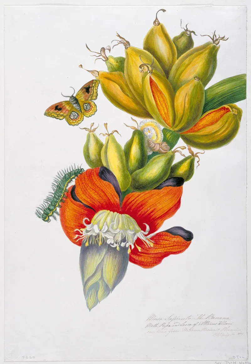 Musa Sapienta The Banana Moth Pupa And Larva Of Attacus Wilsoni Wall Art by Priscilla Susan Bury - High-Resolution Digital Print