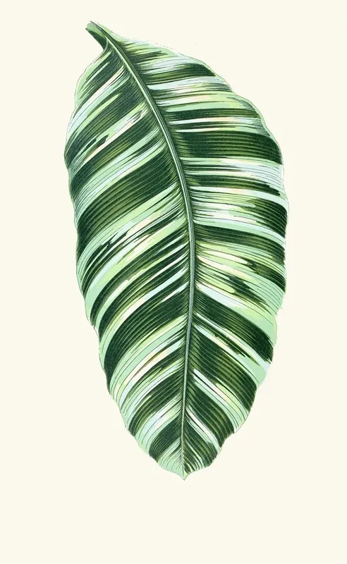Musa Vittata Wall Art by Edward Joseph Lowe - High-Resolution Digital Print