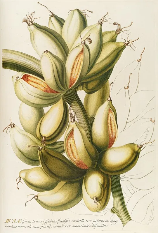Musae Iv Wall Art by Georg Dionysius Ehret - High-Resolution Digital Print