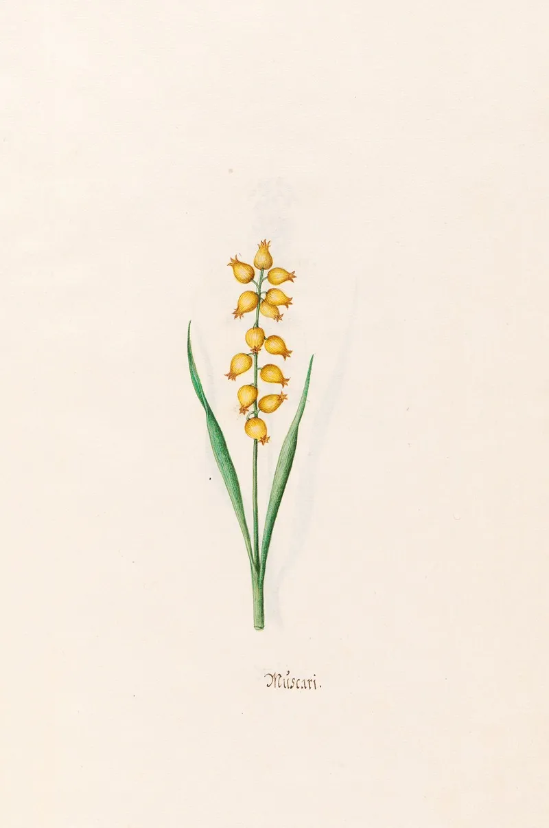 Muscari 2 Wall Art by Magdelena Rosina Funck - High-Resolution Digital Print