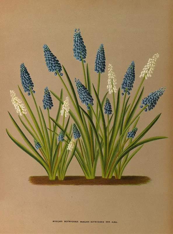 Muscari Botryoides Muscari Botryoides Var Alba Wall Art by Arentina Hendrica Arendsen - High-Resolution Digital Print