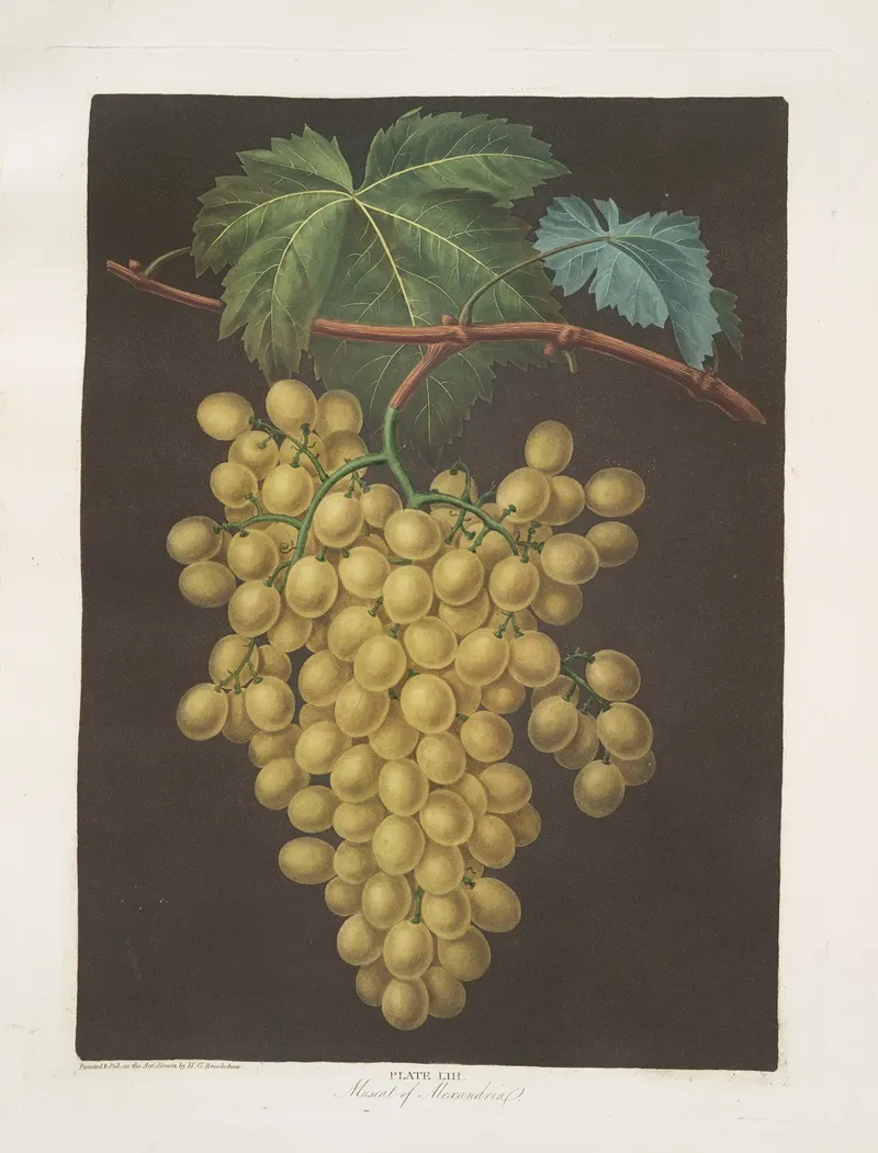 Muscat Of Alexandria Grapes Wall Art by George Brookshaw - High-Resolution Digital Print