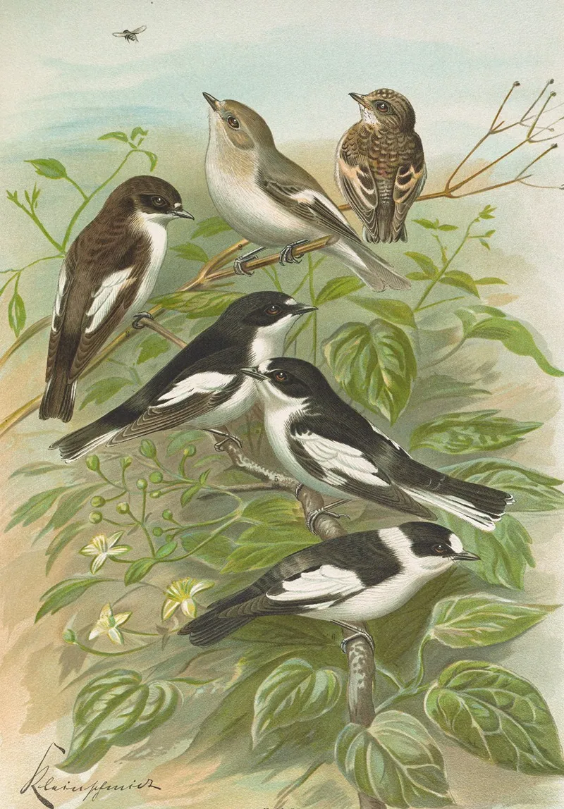 Muscicapa Atricapill Muscicapa Collaris Semitorquata Muscicapa Collaris Bechst Wall Art by Johann Friedrich Naumann - High-Resolution Digital Print