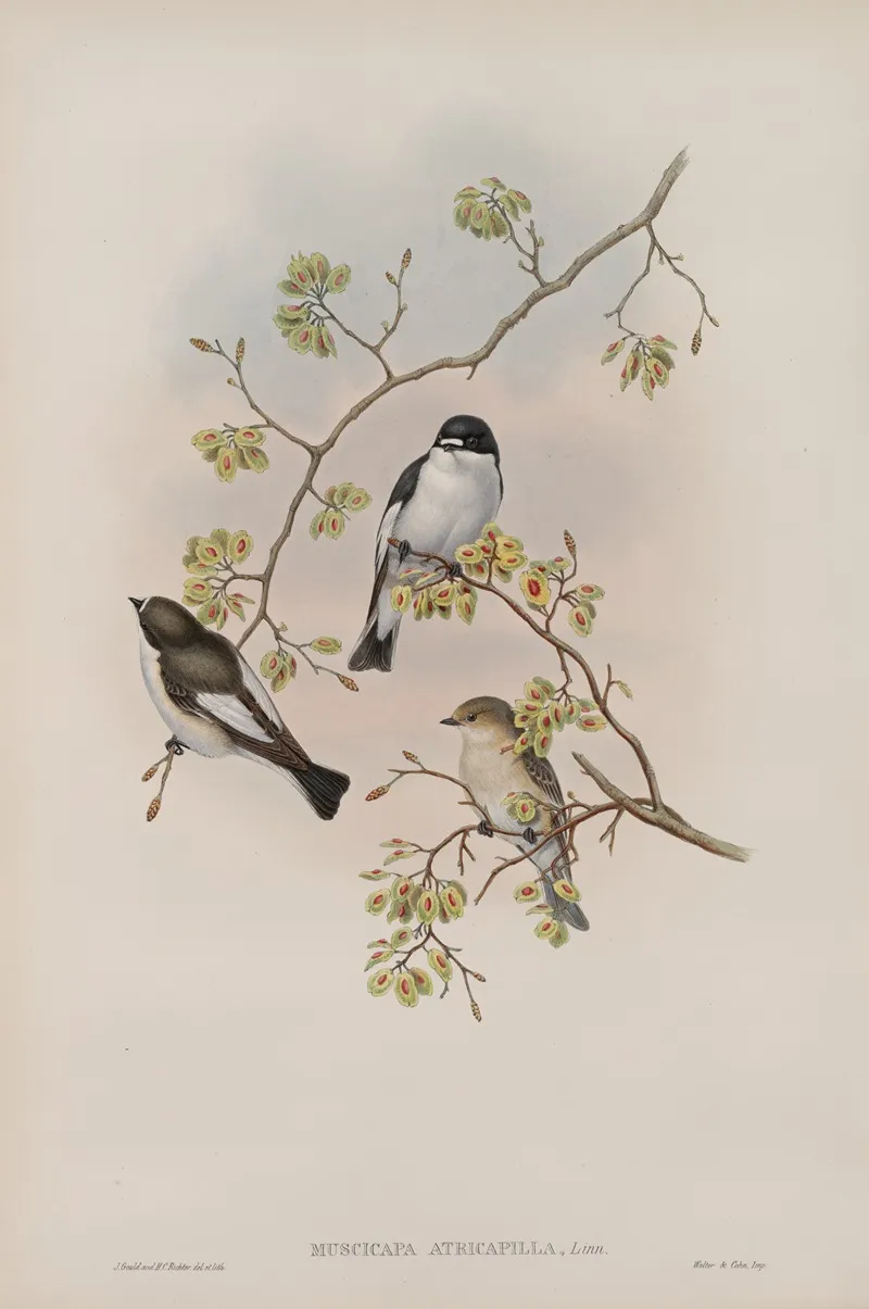 Muscicapa Atricapilla Pied Flycatcher Wall Art by John Gould - High-Resolution Digital Print