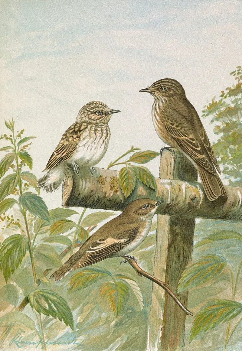 Muscicapa Grisola Muscicapa Atricapilla Wall Art by Johann Friedrich Naumann - High-Resolution Digital Print