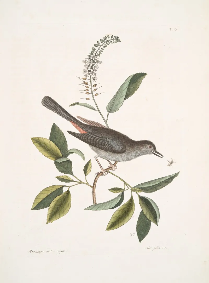 Muscicapa Vertice Nigro The Cat Bird Alni Folia Americana Serrata Wall Art by Mark Catesby - High-Resolution Digital Print