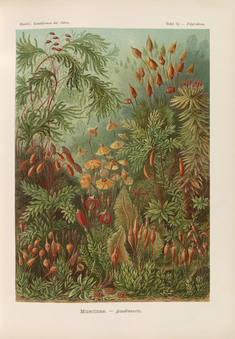 Muscinae Laubmoose Wall Art by Ernst Haeckel - High-Resolution Digital Print