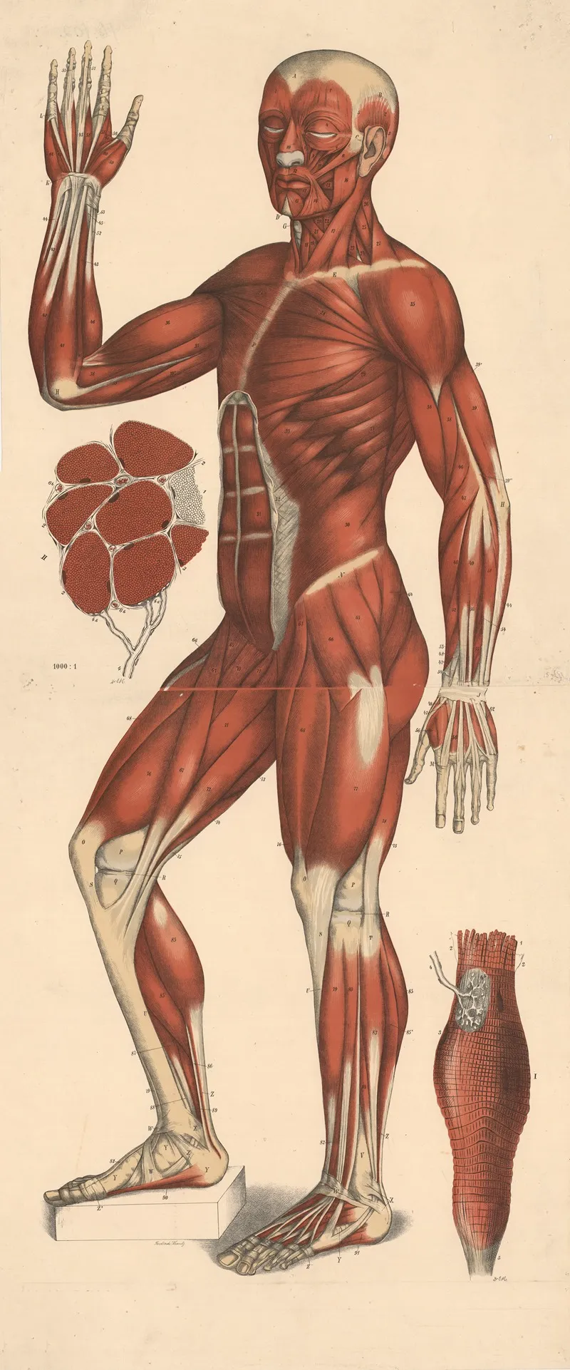 Muscles 3 Wall Art by Foedisch Krantz - High-Resolution Digital Print