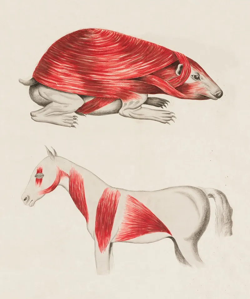 Musculature Of A Hedgehog And A Horse