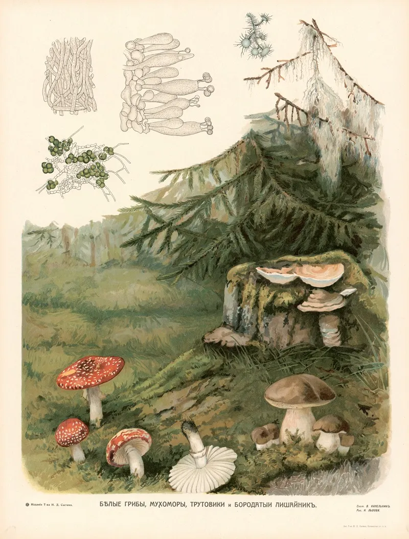 Mushrooms 2 Wall Art by T-va I. D. Sytina - High-Resolution Digital Print