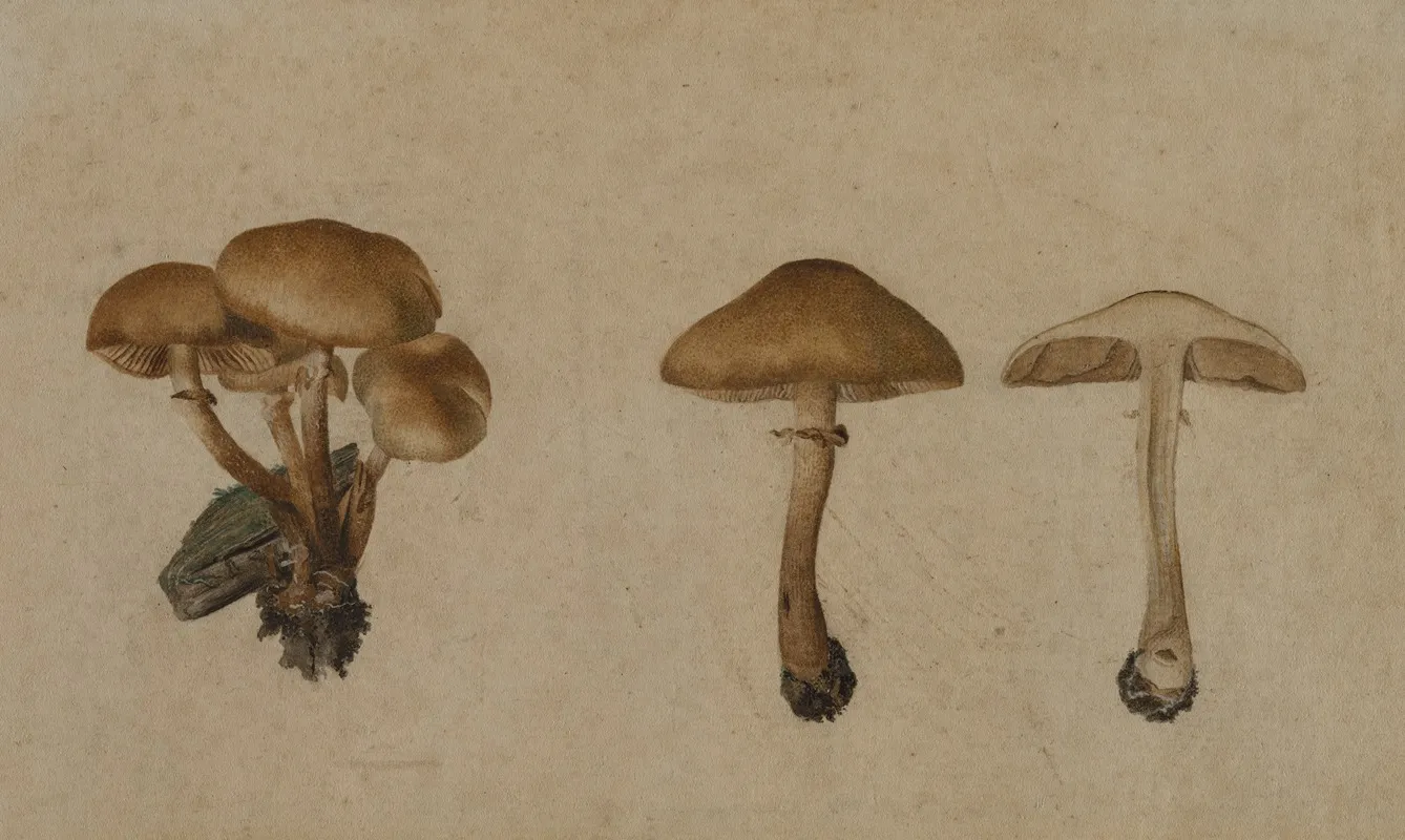 Mushrooms Wall Art by Georg Wilhelm Baurenfeind - High-Resolution Digital Print