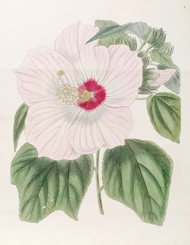 Musk Hibiscus Wall Art by Sydenham Edwards - High-Resolution Digital Print