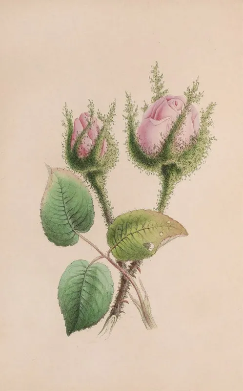 Musk Mallow Wall Art by John Stevens Henslow - High-Resolution Digital Print