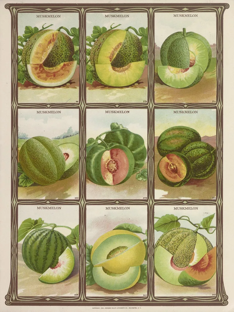 Muskmelon Wall Art by Genesee Valley Lithograph Co. - High-Resolution Digital Print