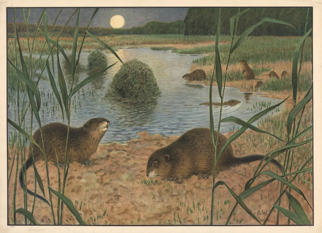 Muskrat 2 Wall Art by Alfred Weczerzick - High-Resolution Digital Print