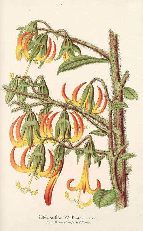 Musschia Wollastoni Wall Art by Charles Antoine Lemaire - High-Resolution Digital Print