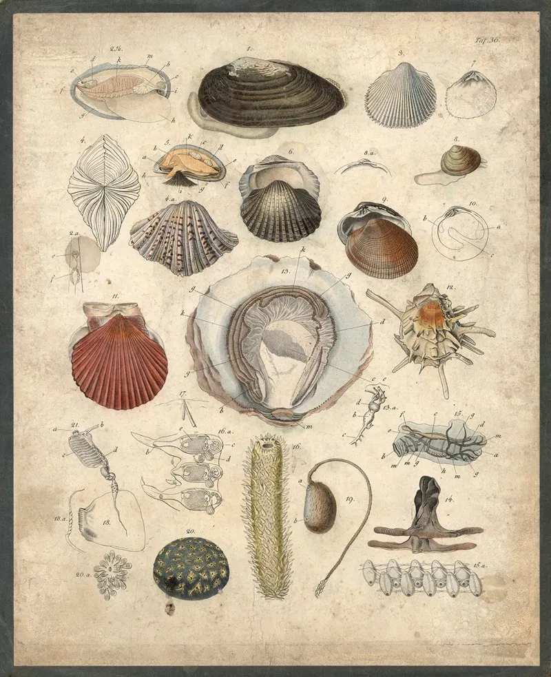 Mussels Shells Etc Wall Art by B. Wienker - High-Resolution Digital Print