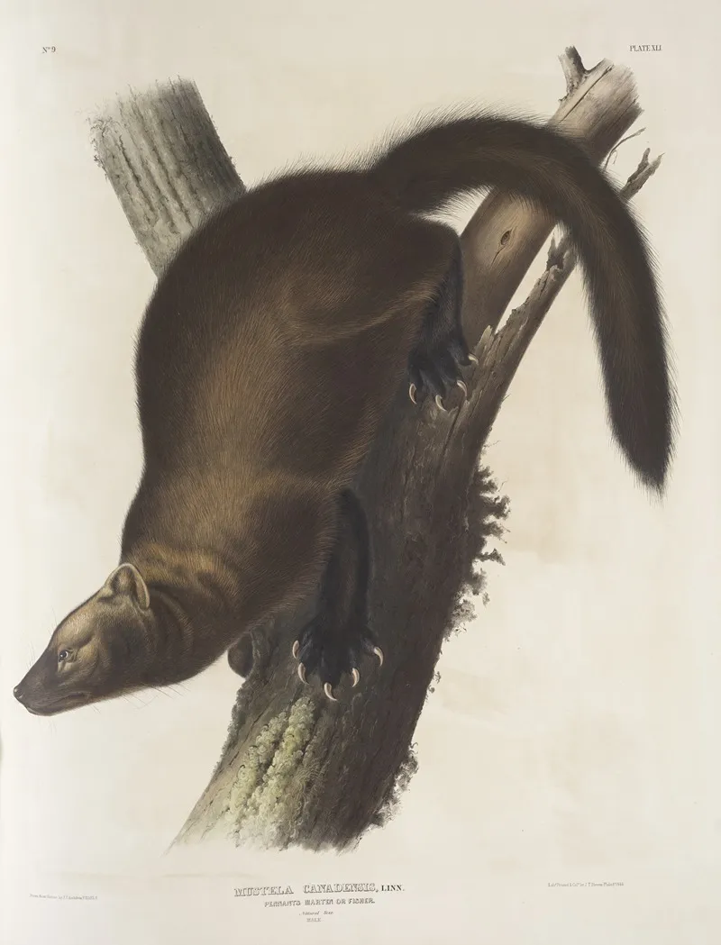 Mustela Canadensis Pennants Marten Or Fisher Natural Size Male Wall Art by John Woodhouse Audubon - High-Resolution Digital Print