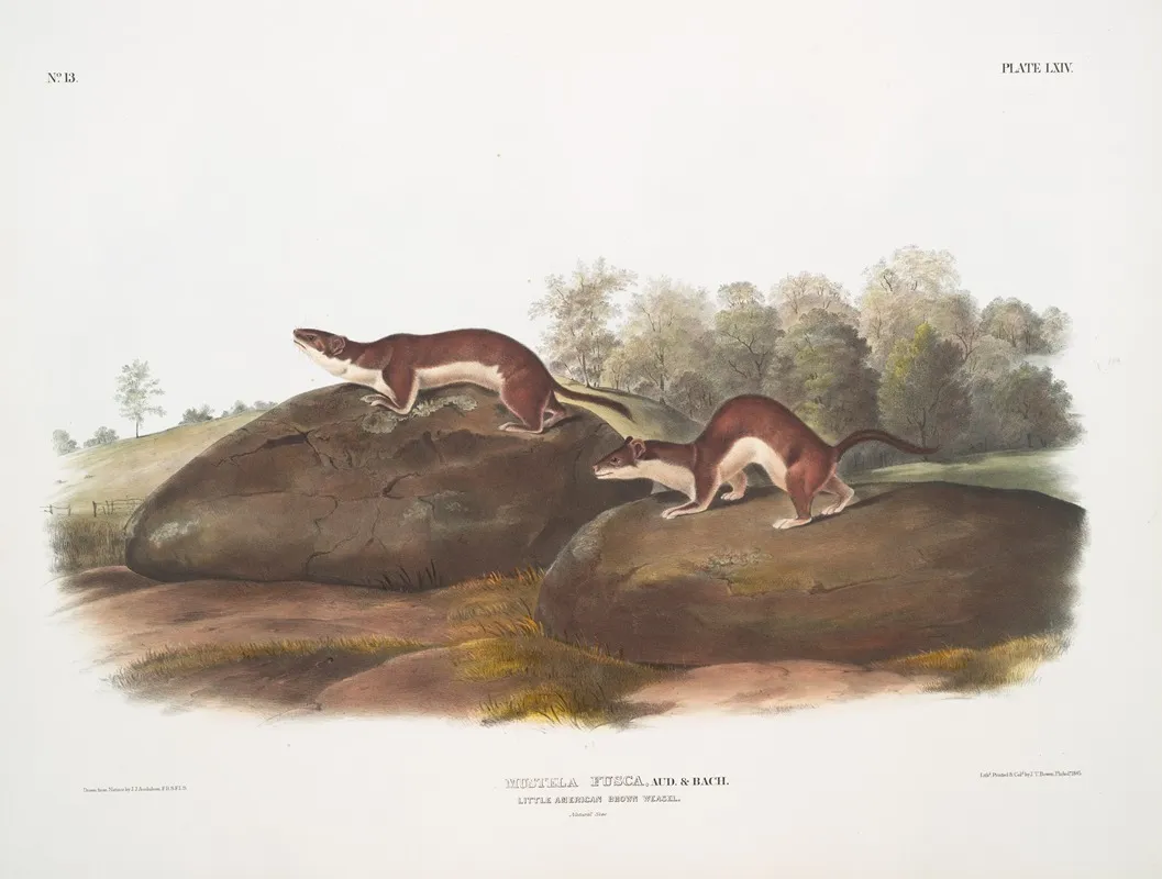 Mustela Fusca Little American Brown Weasel Natural Size Wall Art by John Woodhouse Audubon - High-Resolution Digital Print
