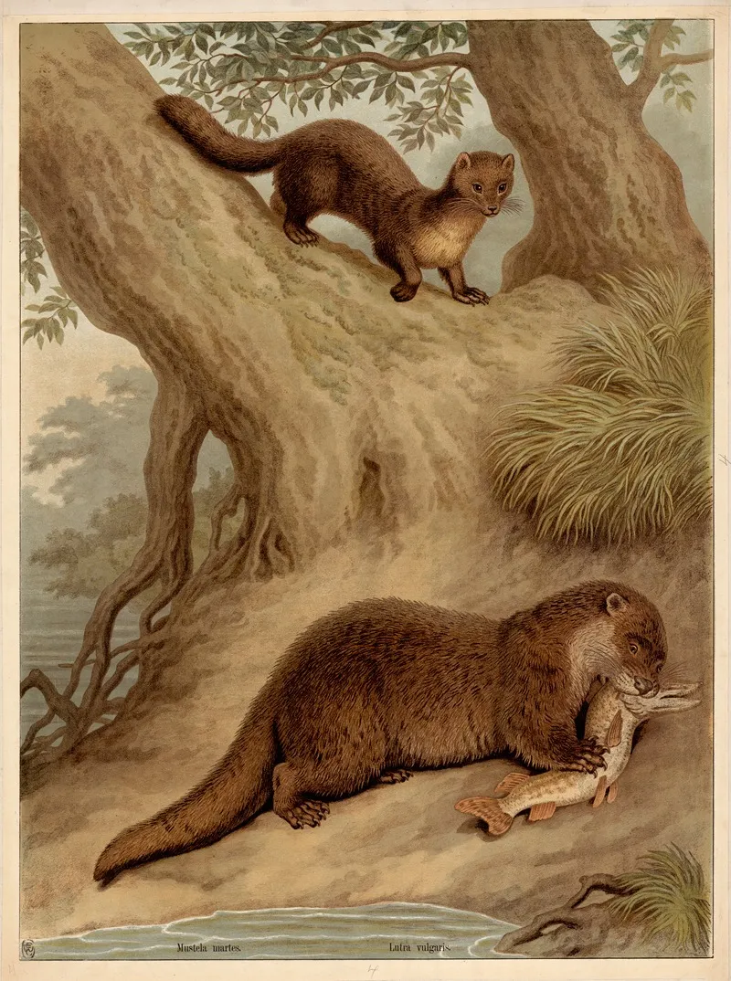 Mustela Martes Lutra Vulgaris Wall Art by Friedrich Specht - High-Resolution Digital Print