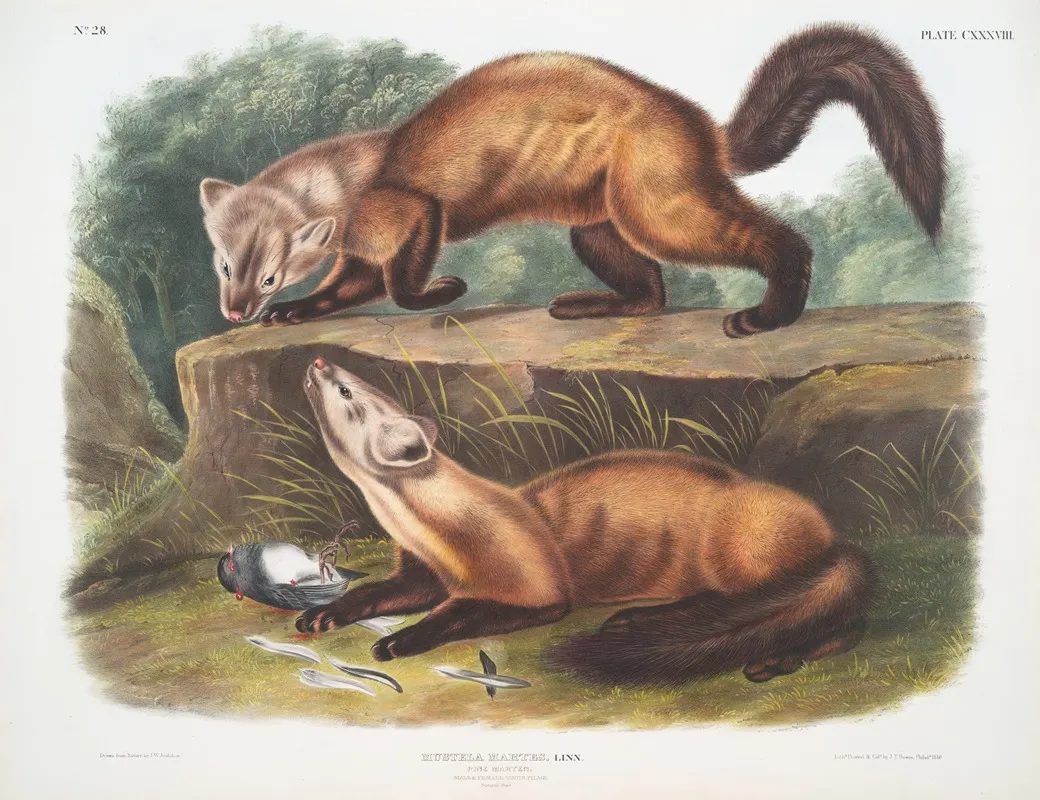 Mustela Martes Pine Marten Male Female Winter Pelage Natural Size Wall Art by John Woodhouse Audubon - High-Resolution Digital Print