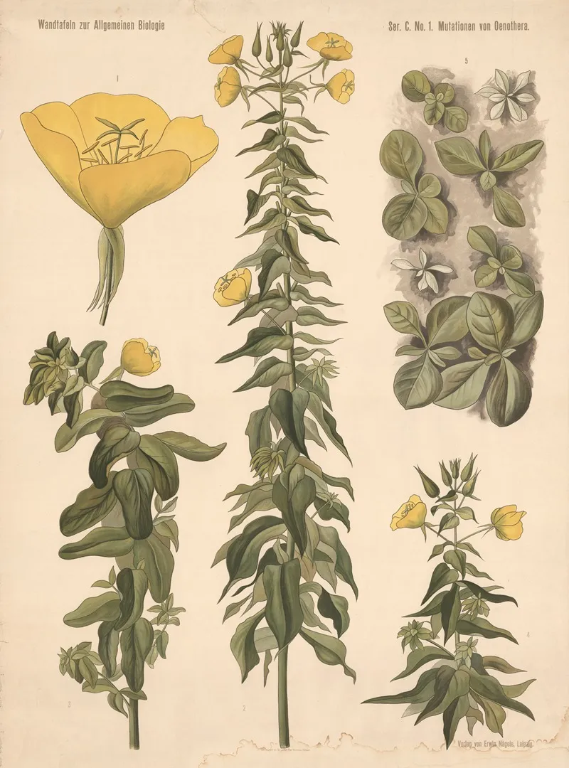 Mutations Of Evening Primrose Wall Art by Valentin Haecker - High-Resolution Digital Print