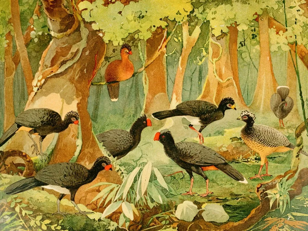 Mutums Urumutum Wall Art by Emil August Göldi - High-Resolution Digital Print