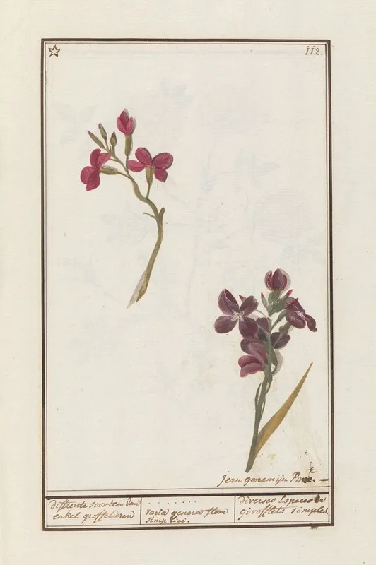 Muurbloem Erysimum Cheiri 2 Wall Art by Jan Anton Garemyn - High-Resolution Digital Print
