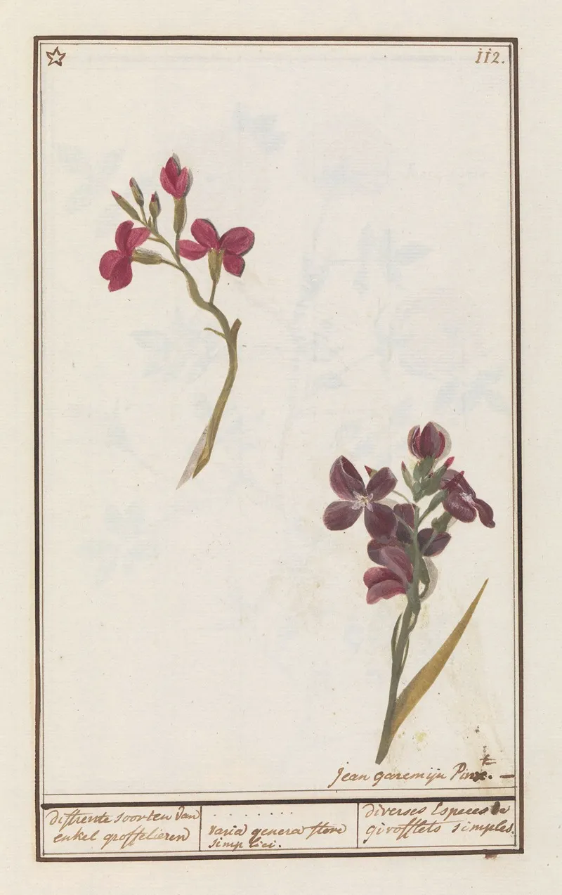 Muurbloem Erysimum Cheiri Differente Soorten Van Enkel Groffelieren Varia Genera Flore Simplici Wall Art by Anselmus Boëtius de Boodt - High-Resolution Digital Print