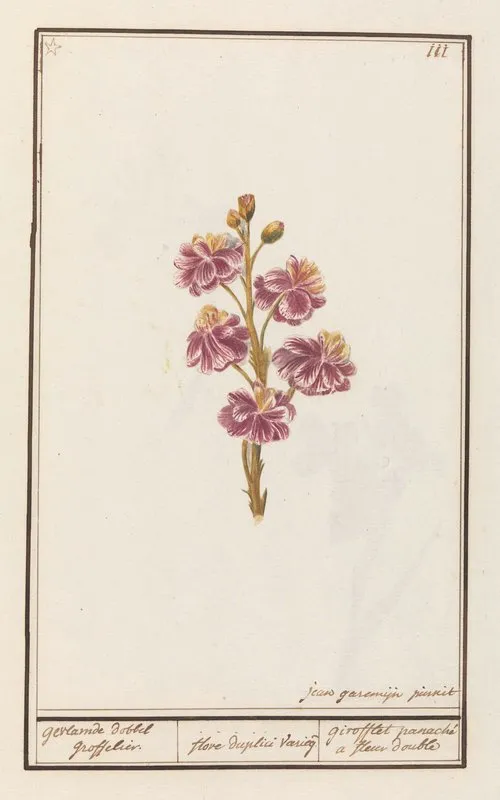 Muurbloem Erysimum Cheiri Gevlamde Dobbel Groffelier Wall Art by Anselmus Boëtius de Boodt - High-Resolution Digital Print