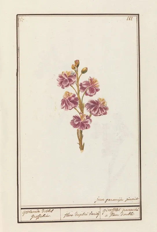 Muurbloem Erysimum Cheiri Wall Art by Jan Anton Garemyn - High-Resolution Digital Print