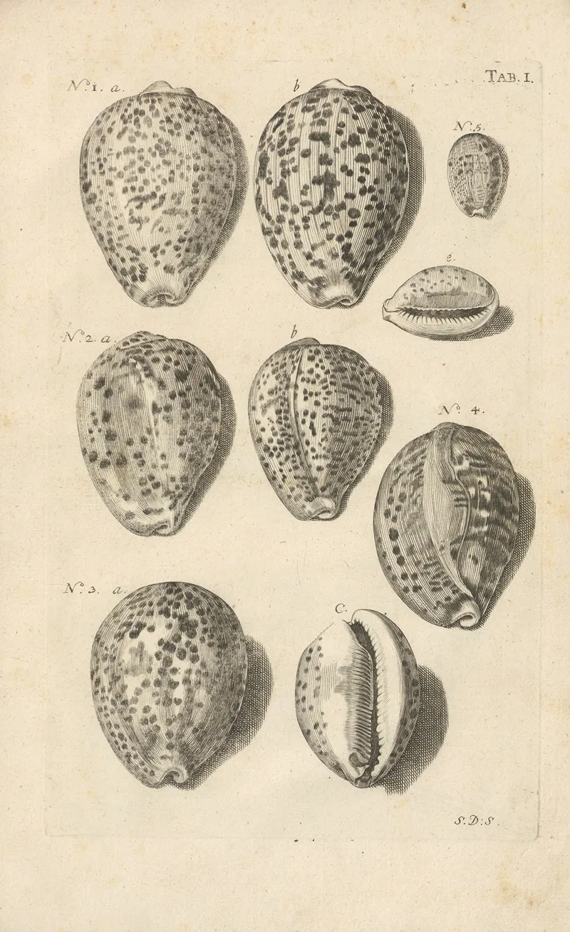 Mvsei Gottwaldiani Testaceorvm Stellarvm Marinarvm Et Coralliorvm Quae Supersvnt Tabvlae Pl 01 Wall Art by Johann Samuel Schröter - High-Resolution Digital Print