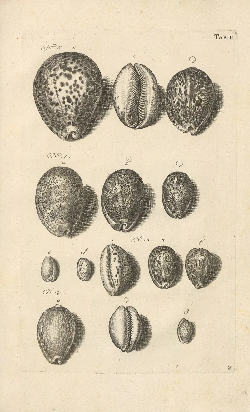 Mvsei Gottwaldiani Testaceorvm Stellarvm Marinarvm Et Coralliorvm Quae Supersvnt Tabvlae Pl 02 Wall Art by Johann Samuel Schröter - High-Resolution Digital Print