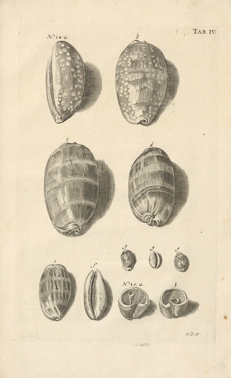 Mvsei Gottwaldiani Testaceorvm Stellarvm Marinarvm Et Coralliorvm Quae Supersvnt Tabvlae Pl 04 Wall Art by Johann Samuel Schröter - High-Resolution Digital Print