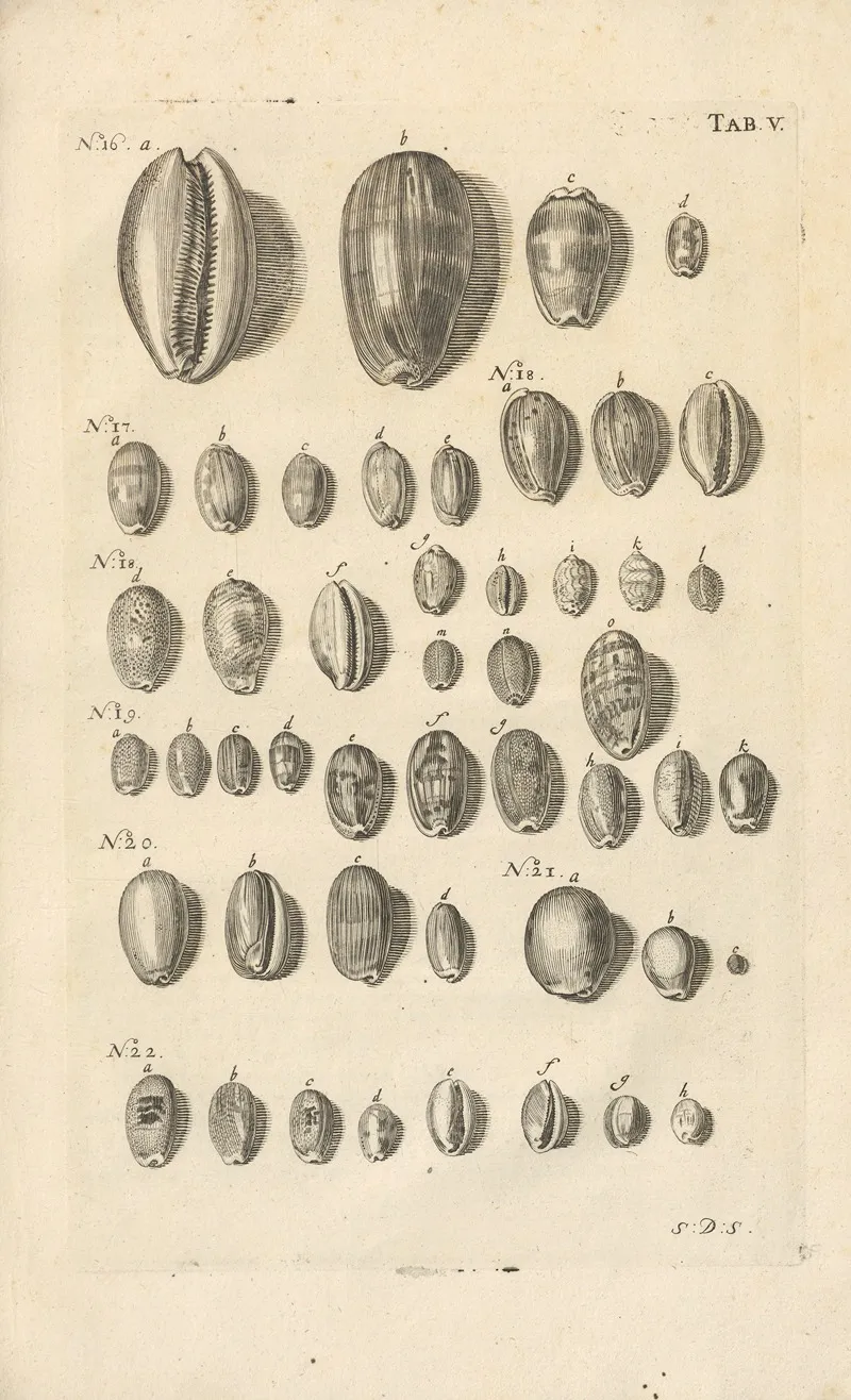 Mvsei Gottwaldiani Testaceorvm Stellarvm Marinarvm Et Coralliorvm Quae Supersvnt Tabvlae Pl 05 Wall Art by Johann Samuel Schröter - High-Resolution Digital Print