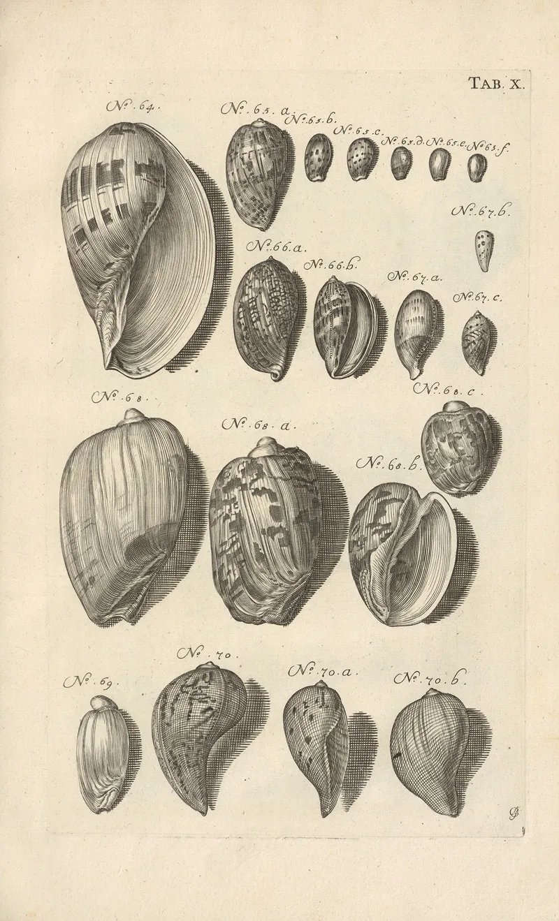 Mvsei Gottwaldiani Testaceorvm Stellarvm Marinarvm Et Coralliorvm Quae Supersvnt Tabvlae Pl 10 Wall Art by Johann Samuel Schröter - High-Resolution Digital Print