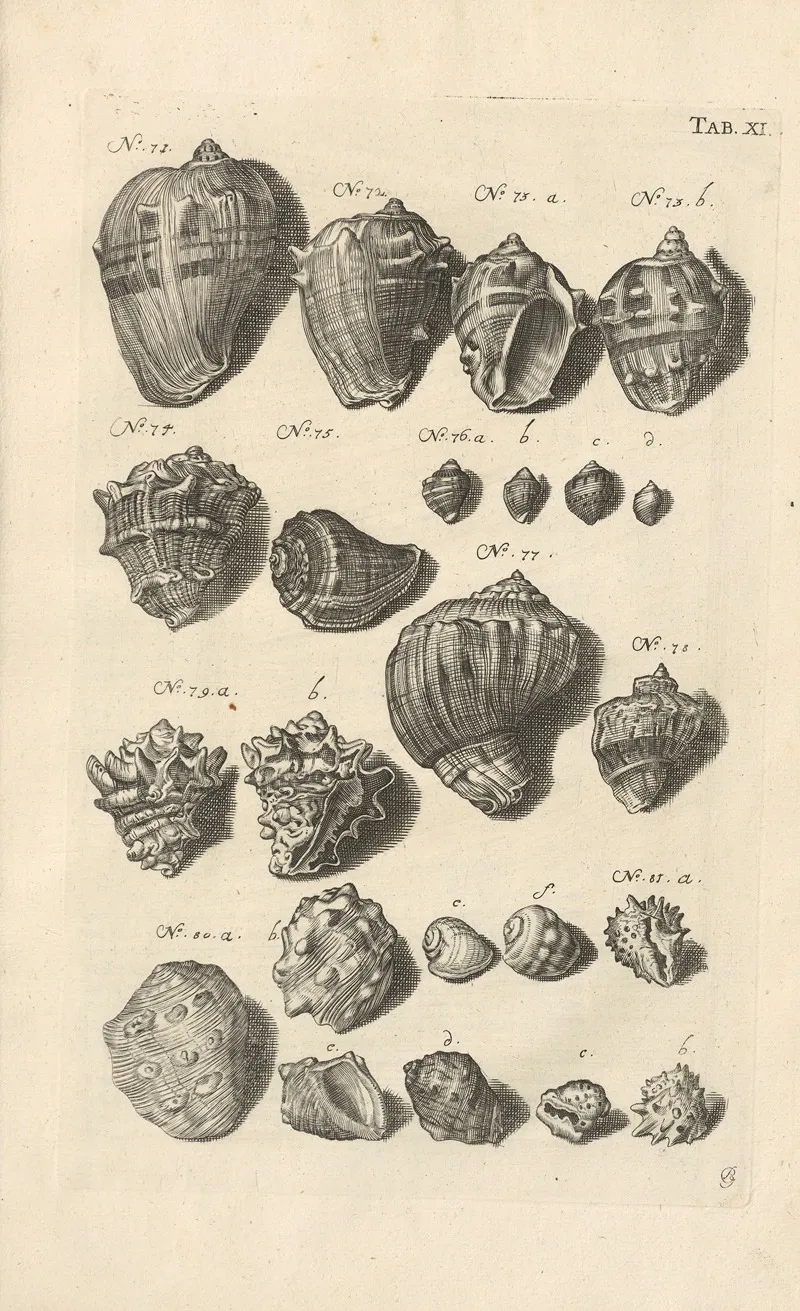 Mvsei Gottwaldiani Testaceorvm Stellarvm Marinarvm Et Coralliorvm Quae Supersvnt Tabvlae Pl 11 Wall Art by Johann Samuel Schröter - High-Resolution Digital Print