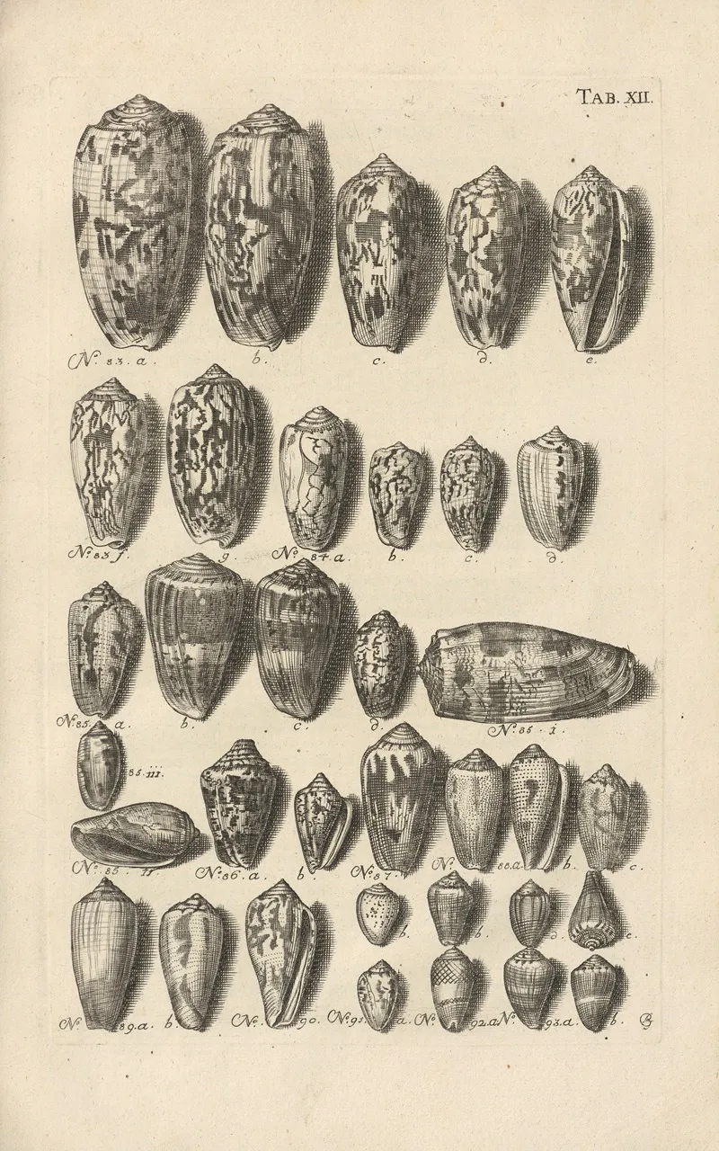 Mvsei Gottwaldiani Testaceorvm Stellarvm Marinarvm Et Coralliorvm Quae Supersvnt Tabvlae Pl 12 Wall Art by Johann Samuel Schröter - High-Resolution Digital Print