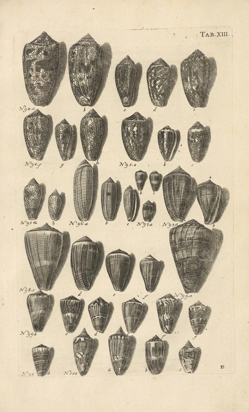 Mvsei Gottwaldiani Testaceorvm Stellarvm Marinarvm Et Coralliorvm Quae Supersvnt Tabvlae Pl 13 Wall Art by Johann Samuel Schröter - High-Resolution Digital Print