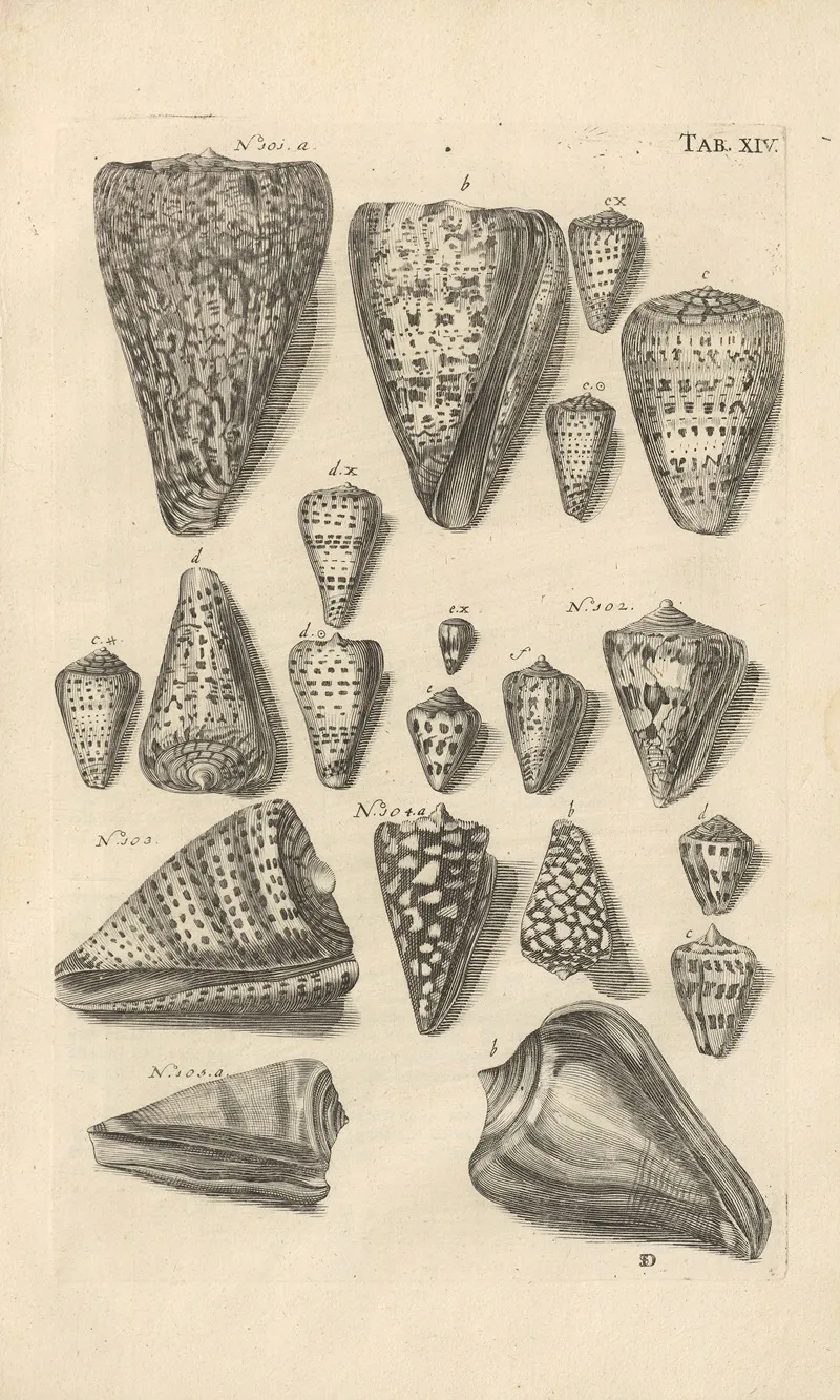 Mvsei Gottwaldiani Testaceorvm Stellarvm Marinarvm Et Coralliorvm Quae Supersvnt Tabvlae Pl 14 Wall Art by Johann Samuel Schröter - High-Resolution Digital Print