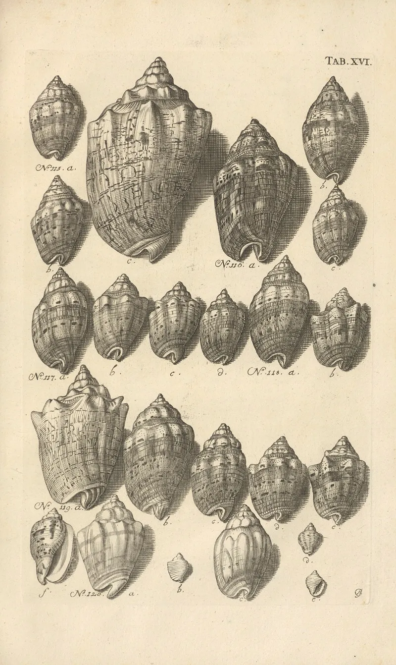 Mvsei Gottwaldiani Testaceorvm Stellarvm Marinarvm Et Coralliorvm Quae Supersvnt Tabvlae Pl 16 Wall Art by Johann Samuel Schröter - High-Resolution Digital Print